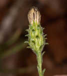 Georgia aster